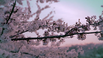 morning, morning, spring morning その2